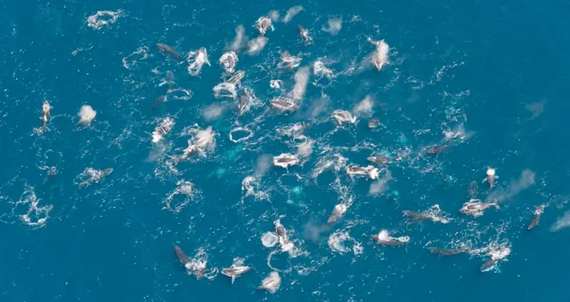 Humpback Whales Are Forming Supergroups And Scientists Are Baffled