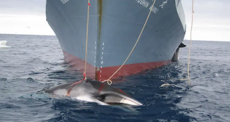 Japanese Expedition Kills 333 Whales, Defying International Law
