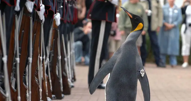 The Colonel-In-Chief Of The Norwegian King’s Guard Is A Penguin