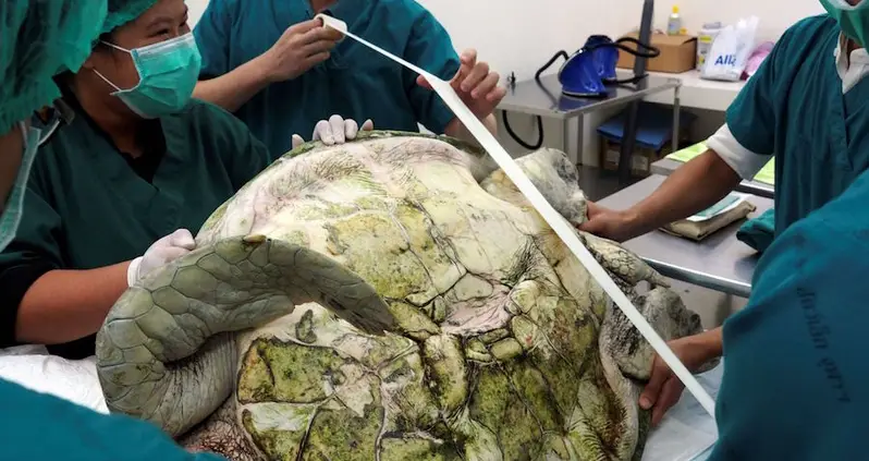 Vets Surgically Remove Nearly 1,000 Coins From Sea Turtle’s Stomach