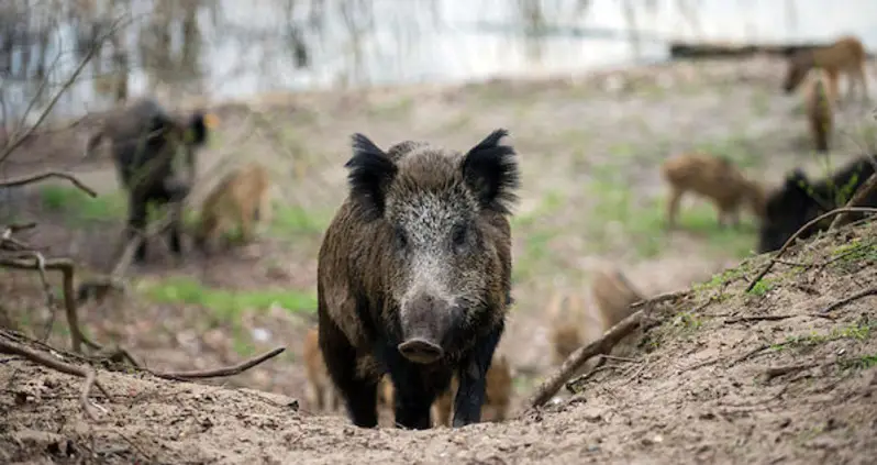 Radioactive Boars Are Preventing People From Returning Home To Fukushima