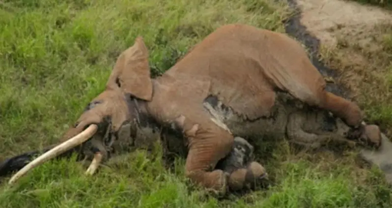 Poachers Poison Rare Giant Tusker Elephant To Death