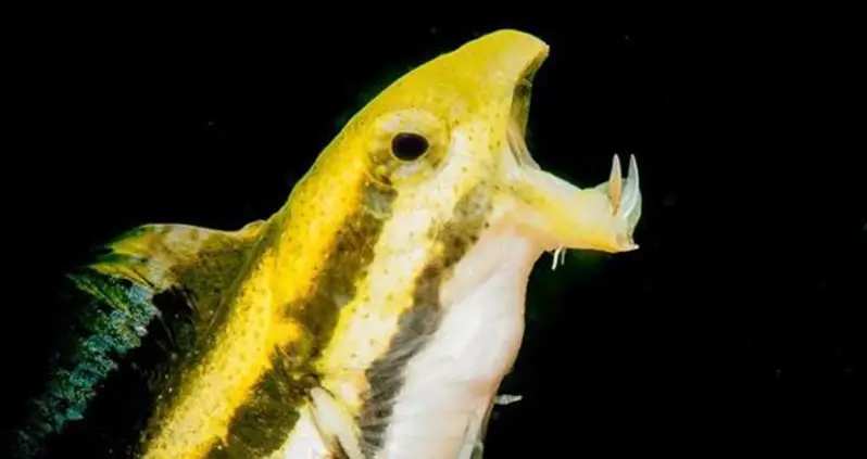 This Tiny Fanged Fish Injects Predators With Opioid-Like Venom, Scientists Discover