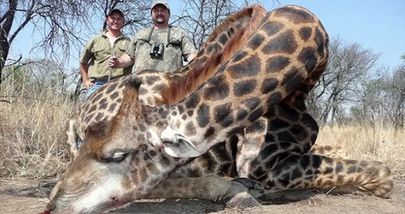 Giraffes On Way To “Silent Extinction” Due To American Trophy Hunting, Conservationists Say