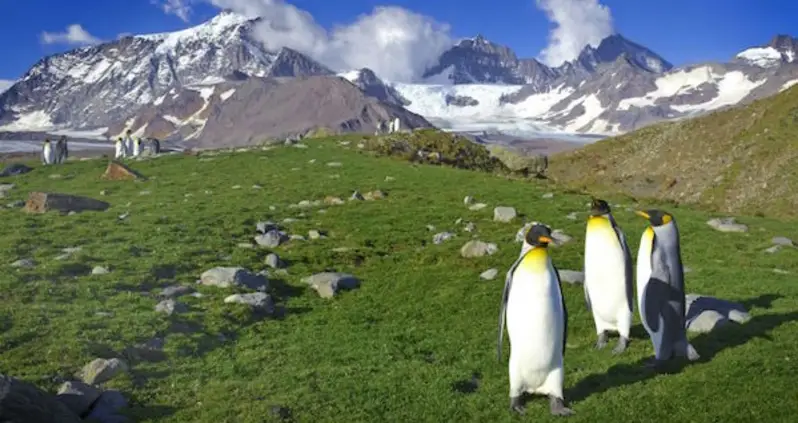 Antarctica Is Turning Green Due To Climate Change, Study Shows