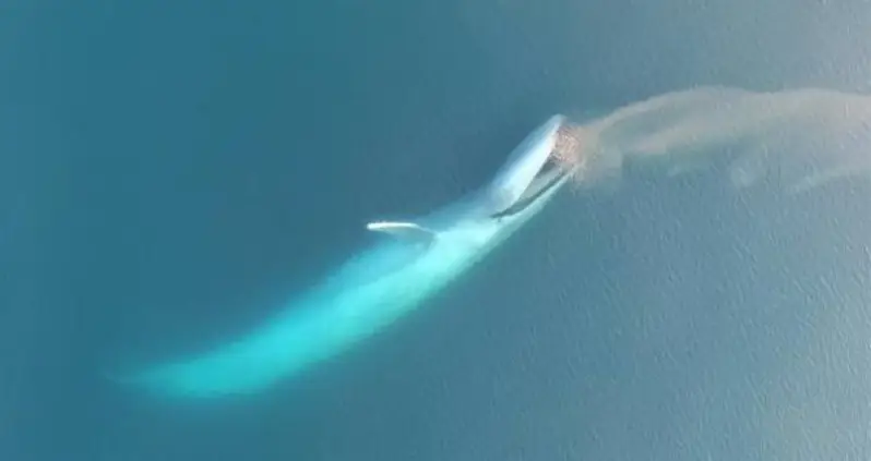 Watch This Best-Ever New Footage Of The World’s Largest Animal Eating