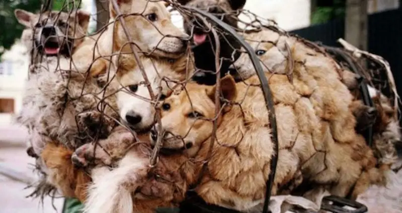 No More Dog Meat Sold At China’s Annual Dog Meat Festival, Report Says