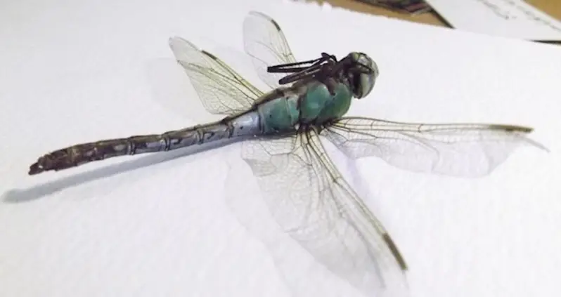 Female Dragonflies Play Dead To Avoid Having Sex, New Video Shows