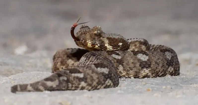 “Extinct” Venomous Snake Rediscovered In South Africa