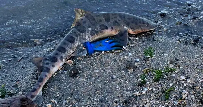Leopard Sharks Mysteriously Dying By The Hundreds Near San Francisco