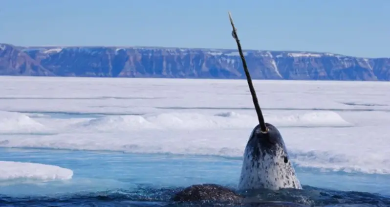 New Footage Finally Reveals What Narwhal Tusks Are For