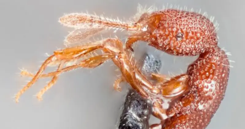 T. Rex Ants Discovered Alive For The First Time