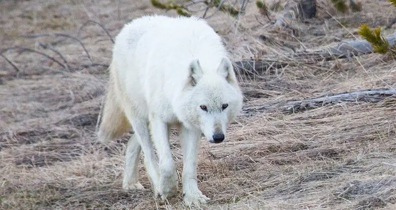 Rare White Wolf Illegally Shot And Killed In Yellowstone National Park, Officials Say