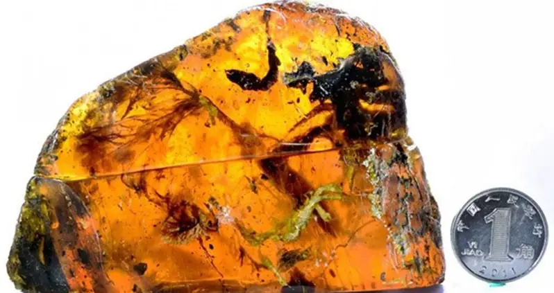 Prehistoric Baby Bird Found Incredibly Well-Preserved In Amber