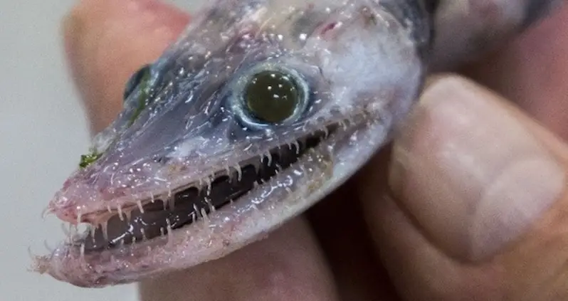 In First-Ever Australian Deep Sea Investigation, Researchers Discover Unbelievable Marine Life