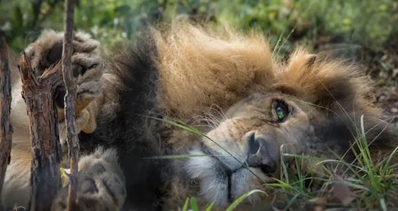 Poachers Murder Two Blind Lions One Year After Release From Circus