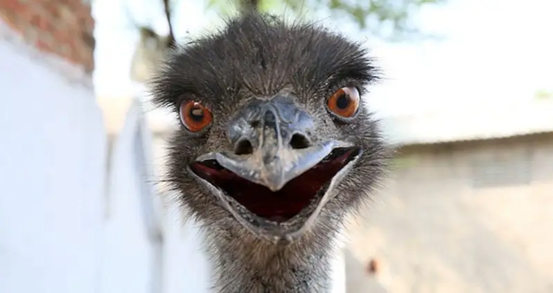Inside Australia’s Hapless Campaign Against Emus, The Great Emu War Of 1932
