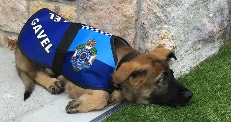 Police Dog Fired For Being Too Friendly, Given Fancy New Job Instead