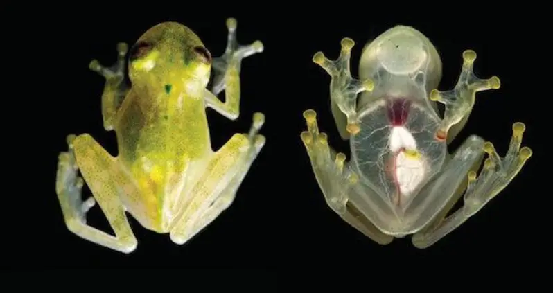 Newly Discovered Glass Frog’s Beating Heart Is Visible Through Its Chest