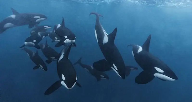 Huge Gangs Of Killer Whales Chasing Down And Harassing Alaskan Fishing Boats For Food
