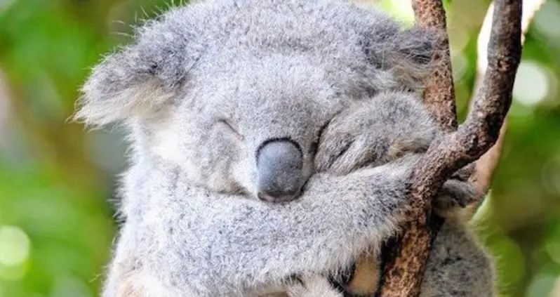 Koalas Face Extinction In Parts Of Australia, New WWF Research Says