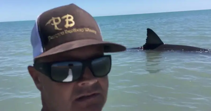 Daredevils Take Up-Close Video Of Great White Shark Flailing In Shallow Water
