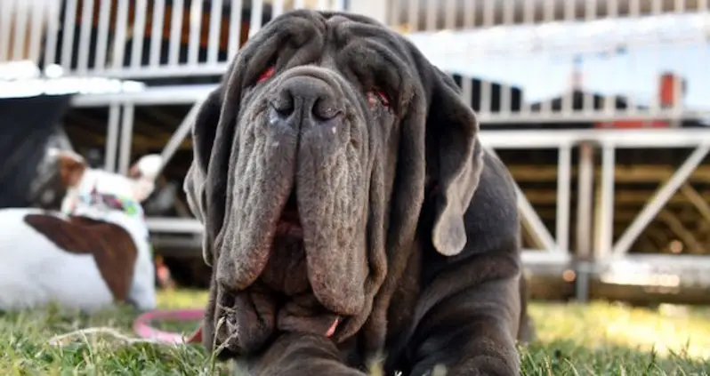 Here’s The Winner Of The 29th Annual “World’s Ugliest Dog” Competition