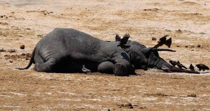 Ten More Elephants, Including A Mother And Baby, Poisoned By Poachers In Zimbabwe