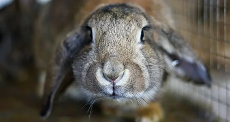 Abandoned Bunnies Are Multiplying And Taking Over Las Vegas