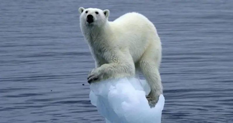 “Sixth Mass Extinction” Underway Due To Human Activity, New Study Finds