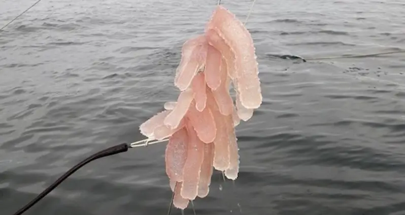 Millions Of Strange Tropical Sea Creatures Mysteriously Found In Canada