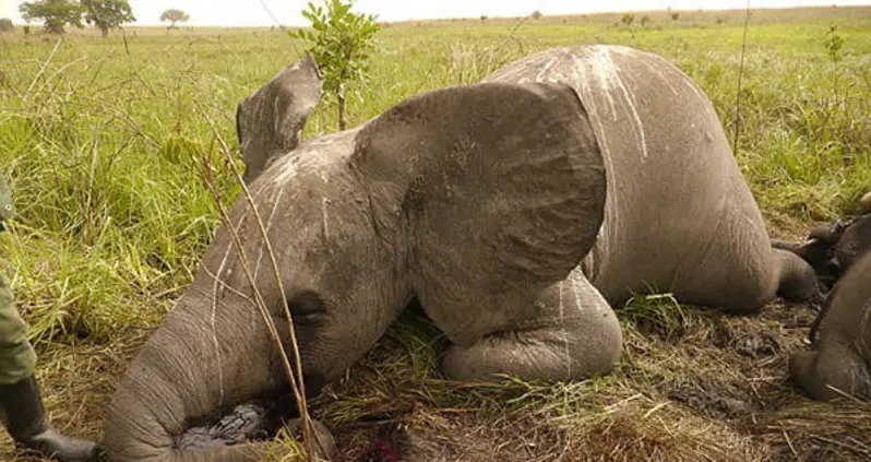 Poacher Kills 100 Elephants With Cyanide, Park Officials Say