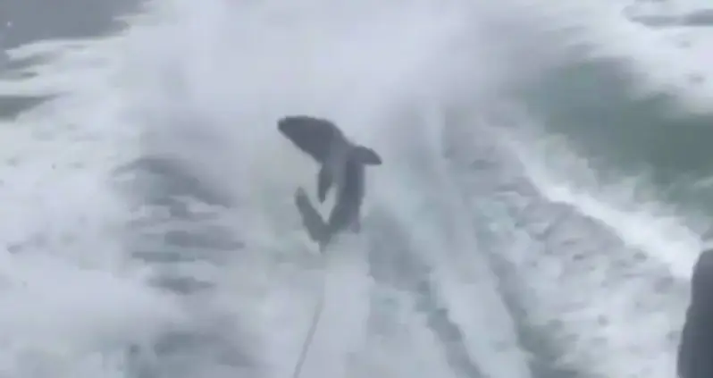 Boating Bros Drag And Mock Shark While Filming Its Misery