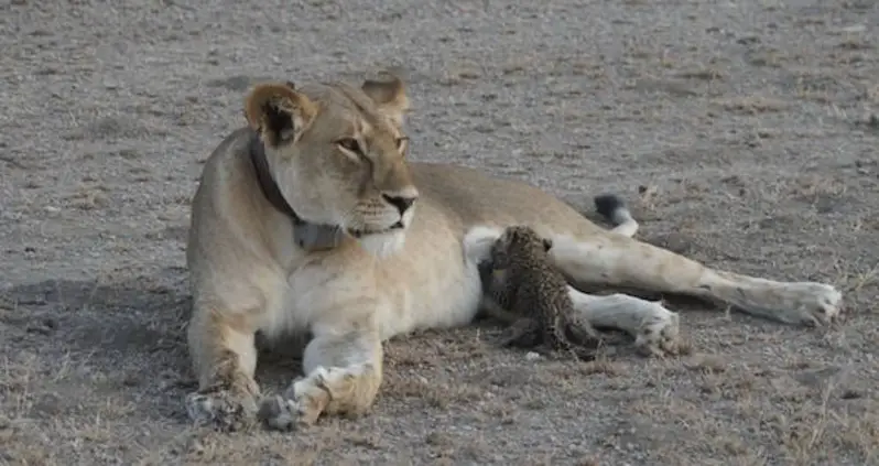 For The First Time Ever, Photos Capture Wild Lioness Nursing Orphaned Baby Leopard