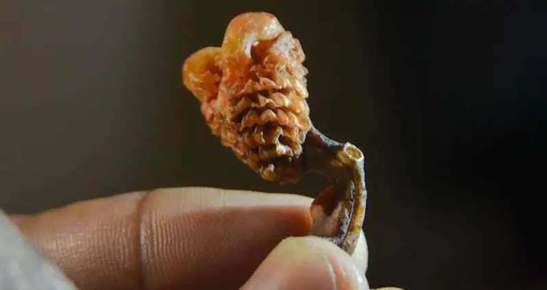 Shoppers Buy “Magical” Roots, But Get Something Very Different Instead