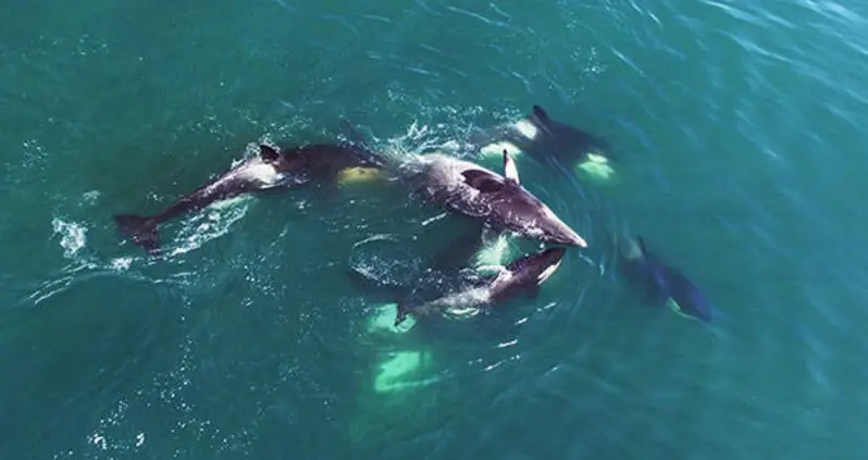 Orcas Chase Down Whale And Rip It To Shreds In Drone Video