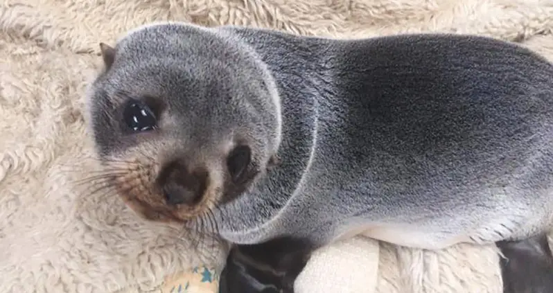 Farmer Finds Baby Seal On His Property, Miles From The Coast (VIDEO)