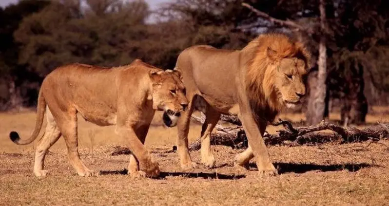 Cecil The Lion’s Son Killed By Big Game Hunters