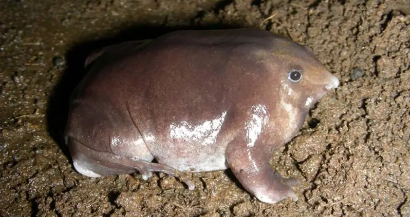 Scientists Find Gross New Species Of Frog That Looks Like A Pig