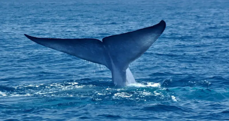 Another Teen Allegedly Kills Self To Win The Disturbing “Blue Whale Challenge”