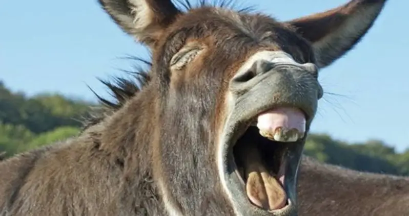 15 Boys Contract Rabies After Having Sex With A Donkey, Reports Say