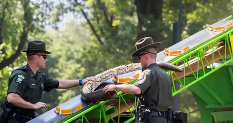 $8 Million-Worth Of Ivory Destroyed In Central Park In Message To Poachers [VIDEO]