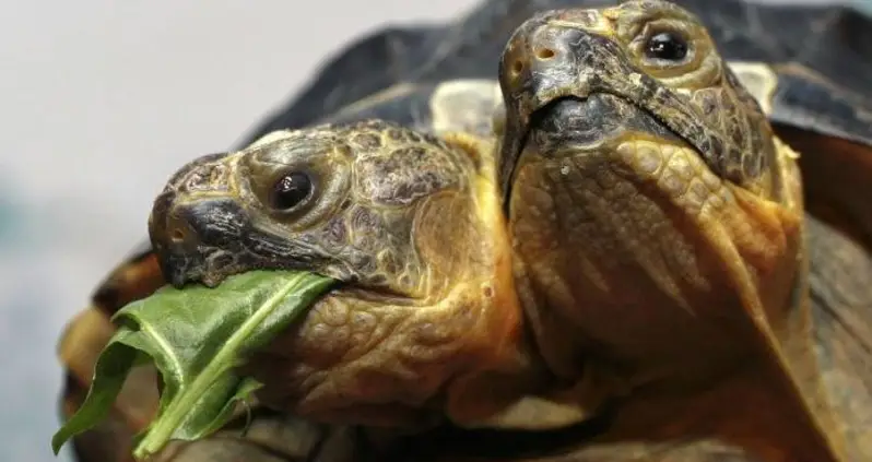 16 Fascinating Photos Of Two-Headed Animals Found In Nature