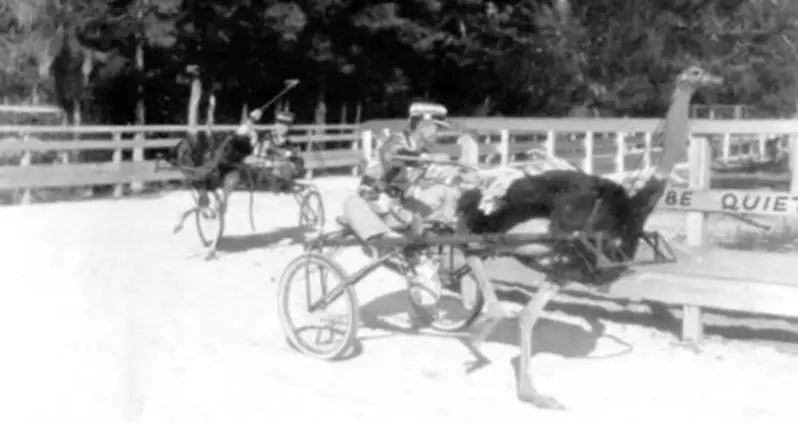 Unbelievable Photos From Florida’s Golden Age Of Ostrich Racing
