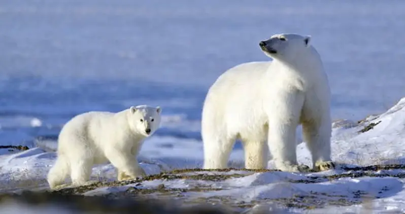 Polar Bears Are Being Beheaded And Skinned By Trophy-Hunting Poachers