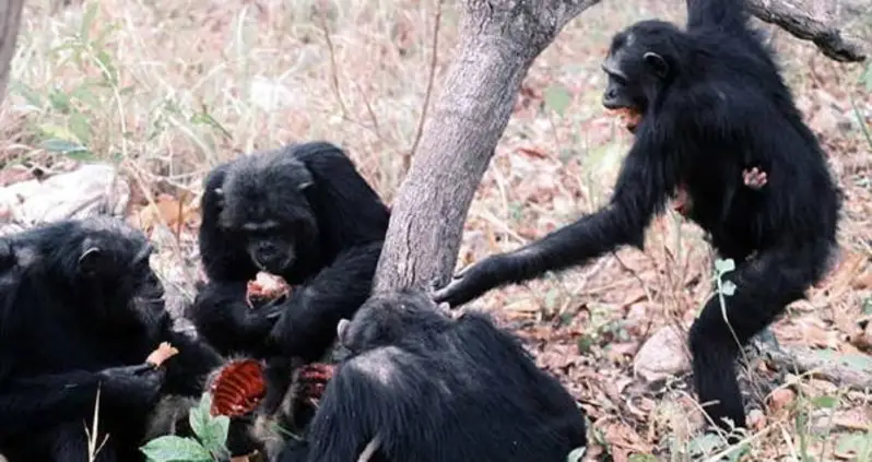 15 Cannibalistic Animals That Eat Their Own For A Variety Of Disturbing Reasons