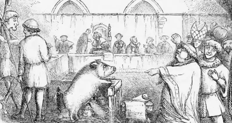 Back In The Middle Ages, Naughty Animals Were Given Lawyers To Defend Them In Court