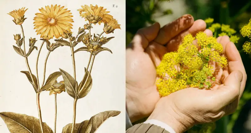 Romans Ate This ‘Miracle Plant’ To Extinction 2,000 Years Ago — Now A Scientist Says He’s Rediscovered It