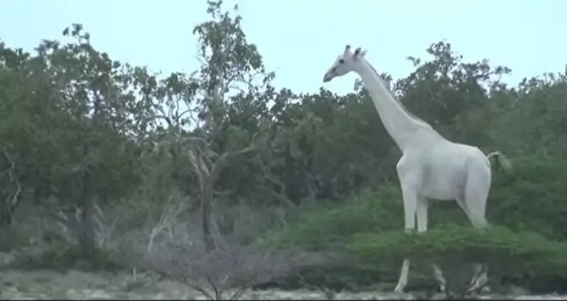 Extremely Rare White Giraffe Caught On Video