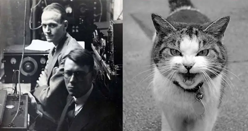 The Cat Telephone: How To Scientists Turned A Live Cat Into A Working Phone